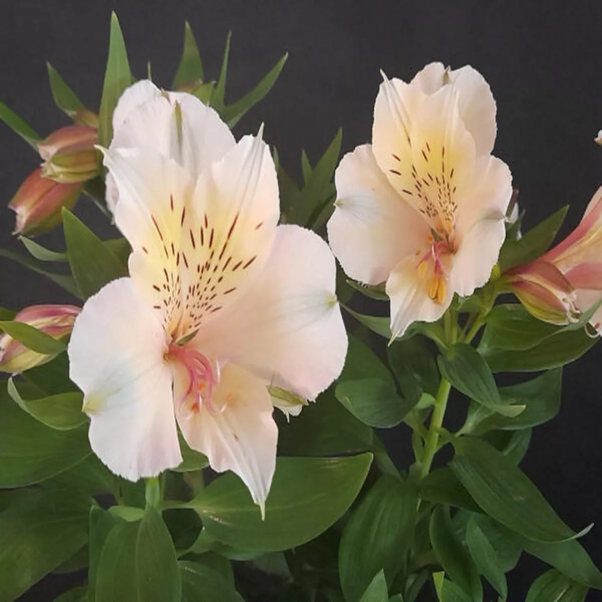 Alstroemeria Summer Paradise Beach ValleyPeruvian Lily