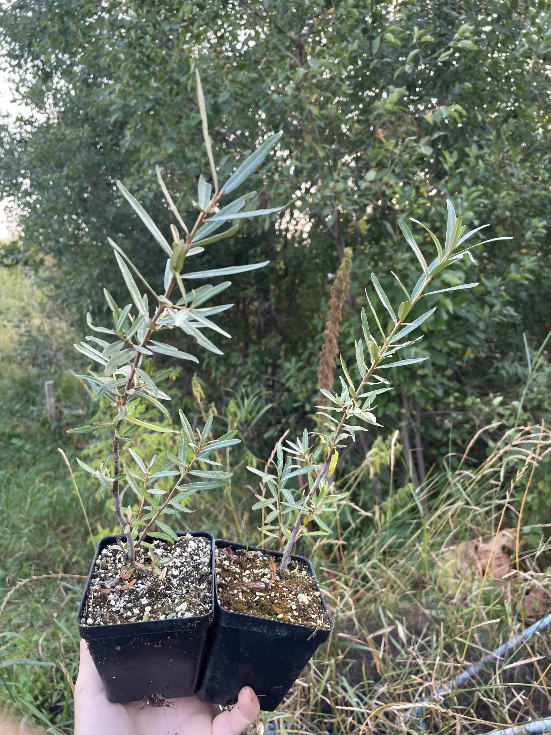 Altaiskaya Sea Buckthorn