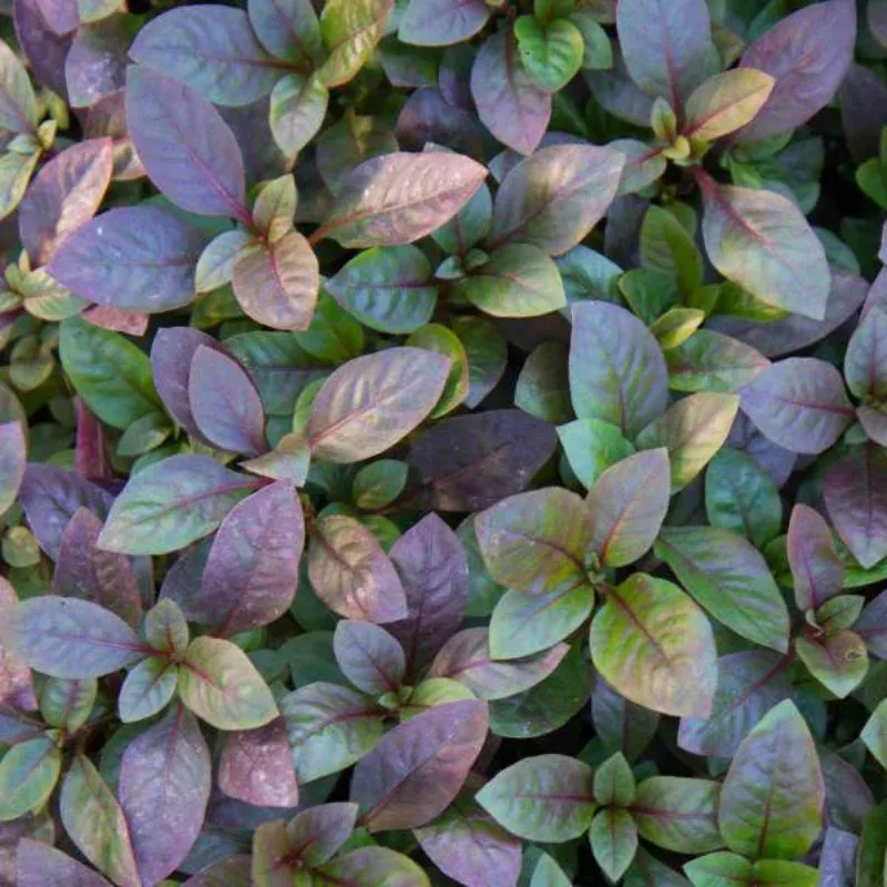 Alternanthera Bronze Plant Plug (Alternanthera dentata 'Bronze') – Lush Dark Foliage – Ideal for Borders & Containers