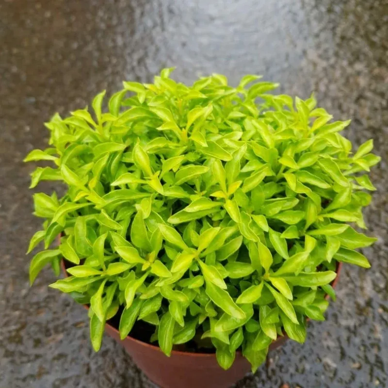 Alternanthera Green Plant Plug (Alternanthera ficoidea) – Lush green foliage, thrives in sun or partial shade, perfect for borders and ground cover.