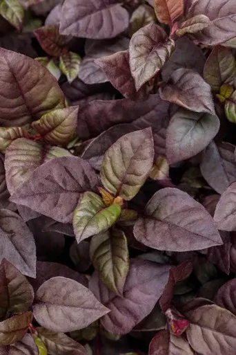 Alternanthera hybrid 'Proven Accents Plum Dandy™'