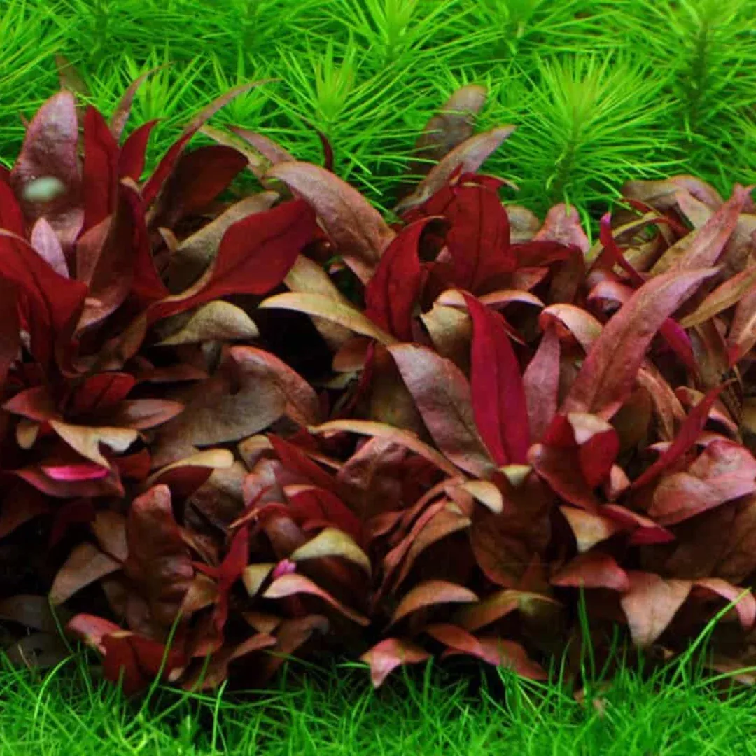 Alternanthera Reineckii Mini (AR Mini) – Live Aquatic Plant for Aquascaping, Freshwater Aquariums, and Planted Tanks