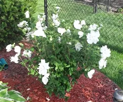 ALTHEA-Double White Althea ‘Hibiscus syriacus’Zone 5