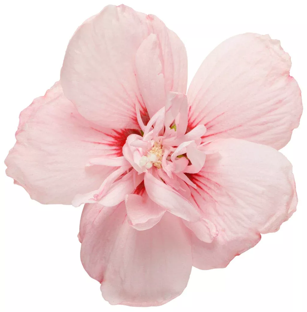 Althea Pink Chiffon, Rose of Sharon - 3 Gallon Pot