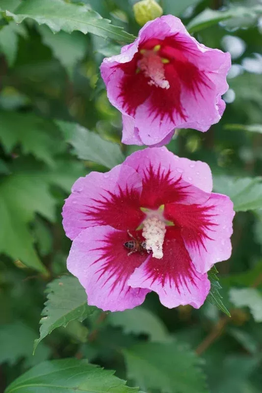 Althea Rose of Sharon Purple Pillar - 2 Gallon