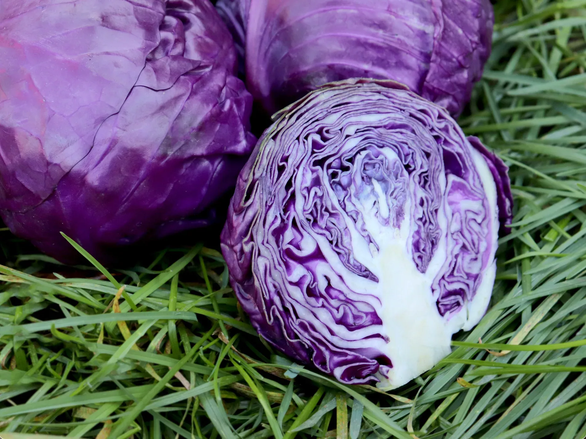 Amarant Red Organic Cabbage Seeds
