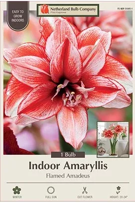 Amaryllis 'Flamed Amadeus'