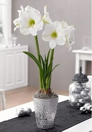 Amaryllis Galaxy 'Christmas Gift'