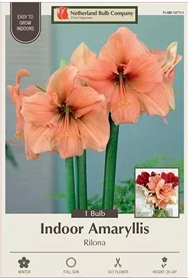 Amaryllis Galaxy 'Rilona'