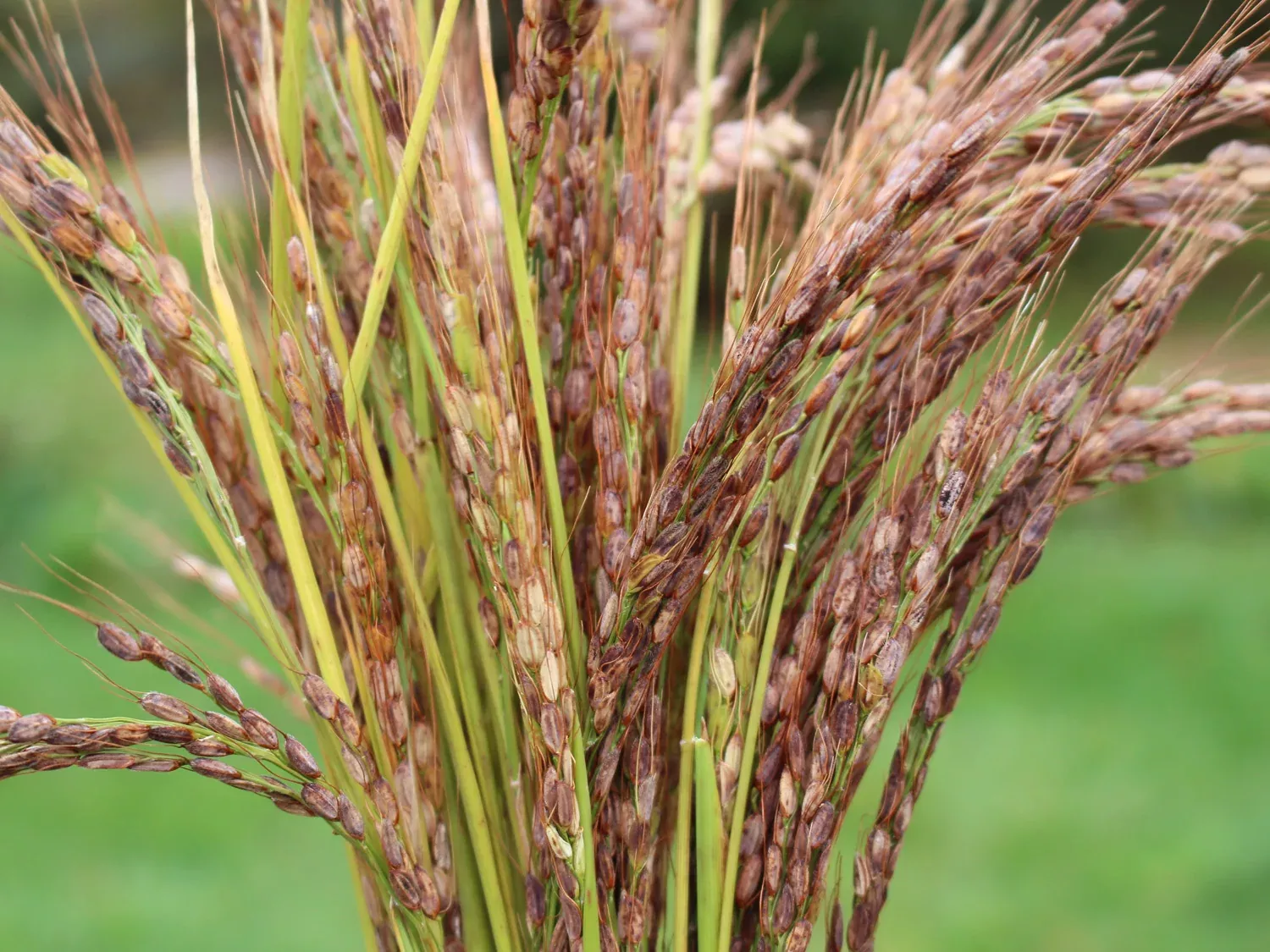 Amaura Rice Seeds