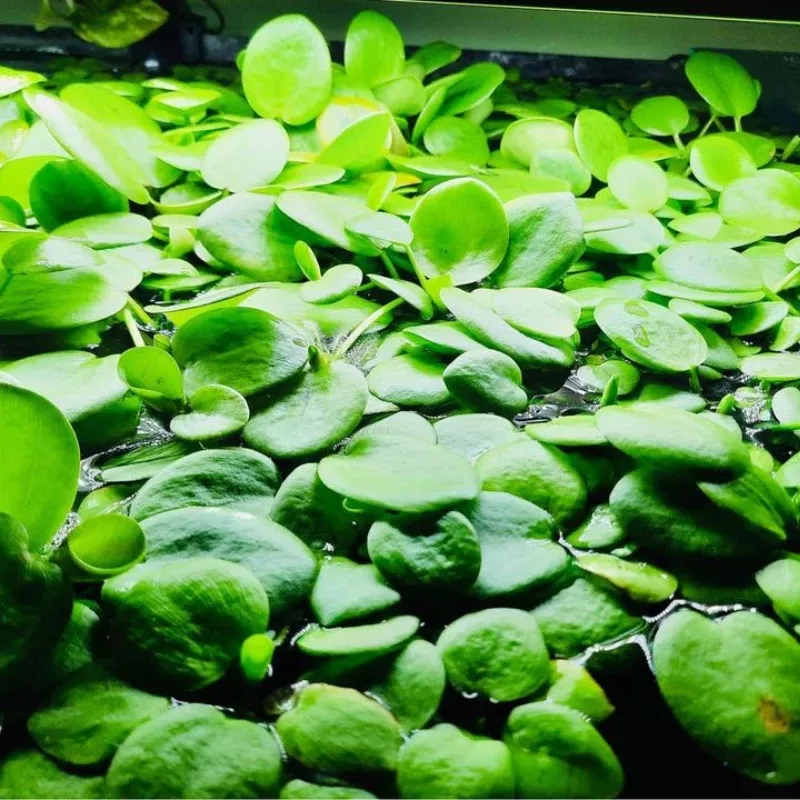 Amazon Frogbit (Limnobium laevigatum) – 3+ Live Floating Plant for Aquariums, Ponds, and Bioactive Water Gardens