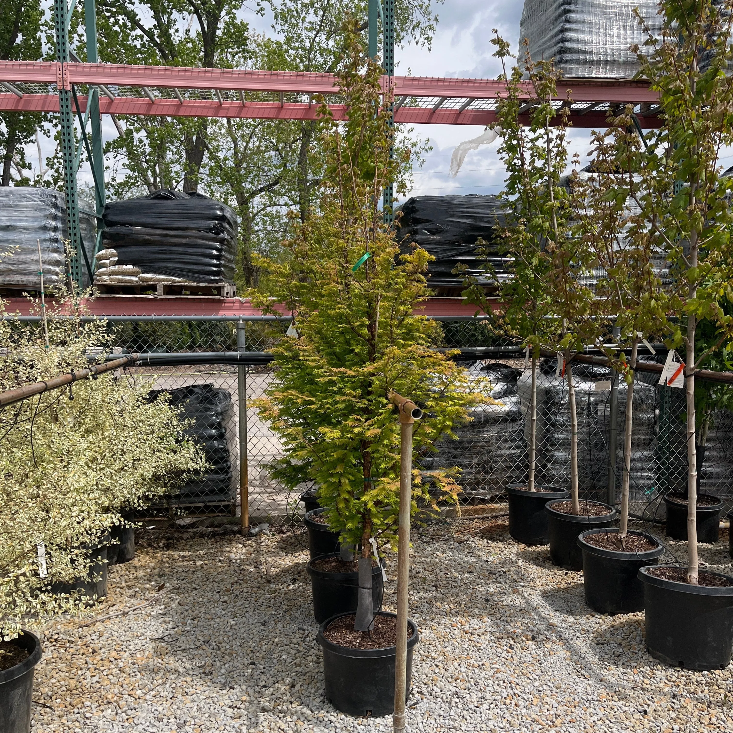 Amber Glow Dawn Redwood - Metasequoia glyptostroboides - 10 Gallon Potted Tree