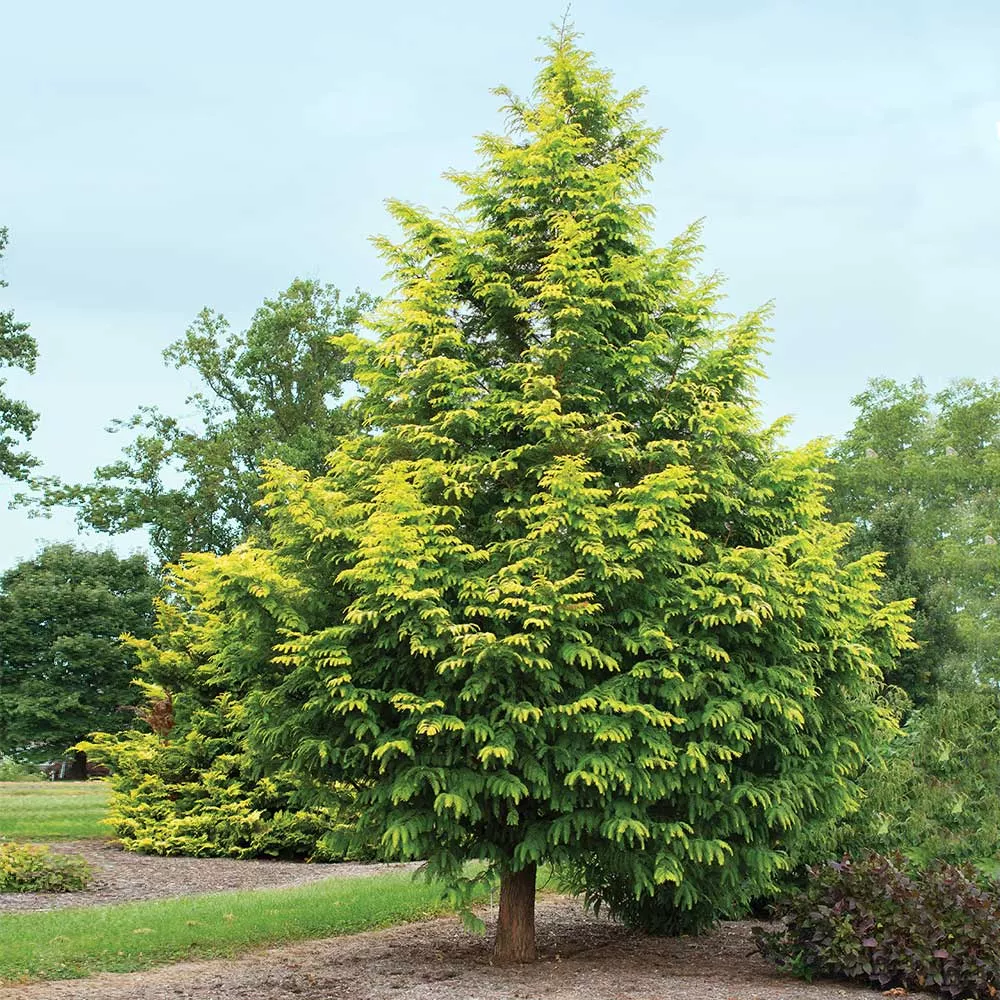 Amber Glow™ Redwood Tree