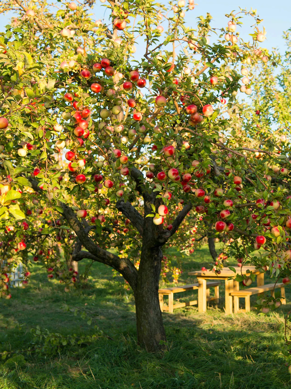 Ambrosia Apple (Malus 'Fruit Ambrosia') - 5 gallon 48"