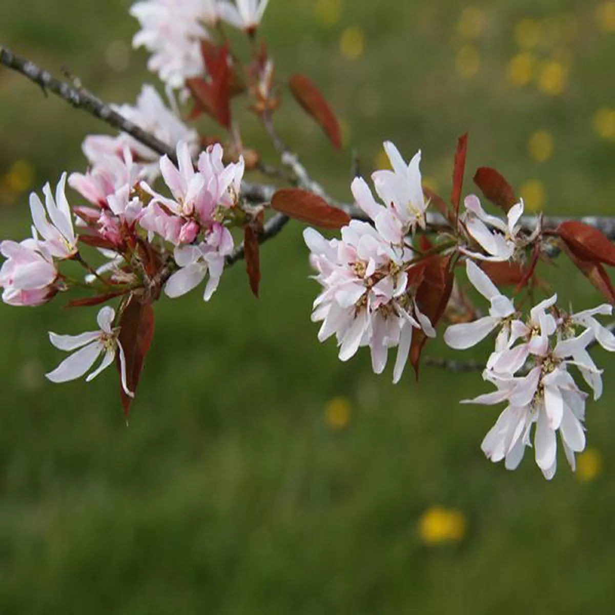 Amelanchier laevis R J HiltonSnowy Mespilus