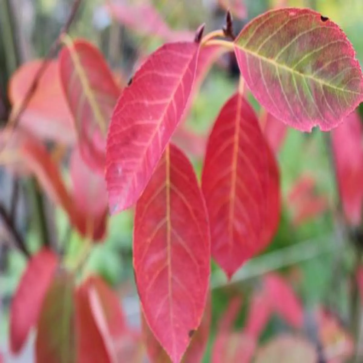 Amelanchier lamarckiiSnowy Mespilus