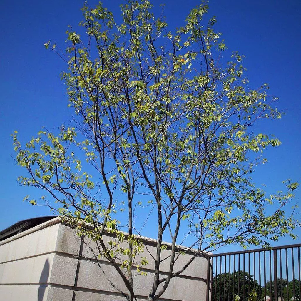 Amelanchier x grandiflora 'Autumn Brilliance'- Autumn Brilliance Apple Serviceberry