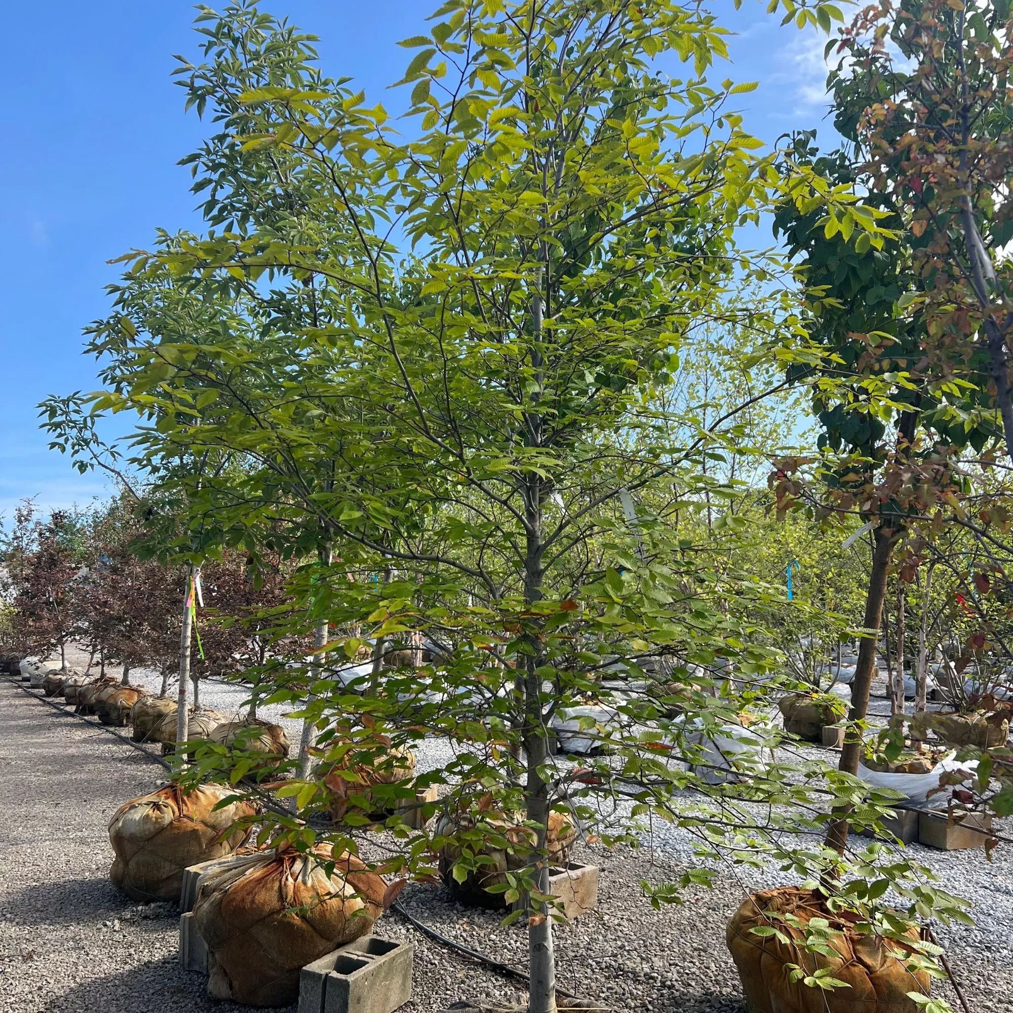 American Beech - Fagus grandifolia - 2" Caliper Ball & Burlap Tree