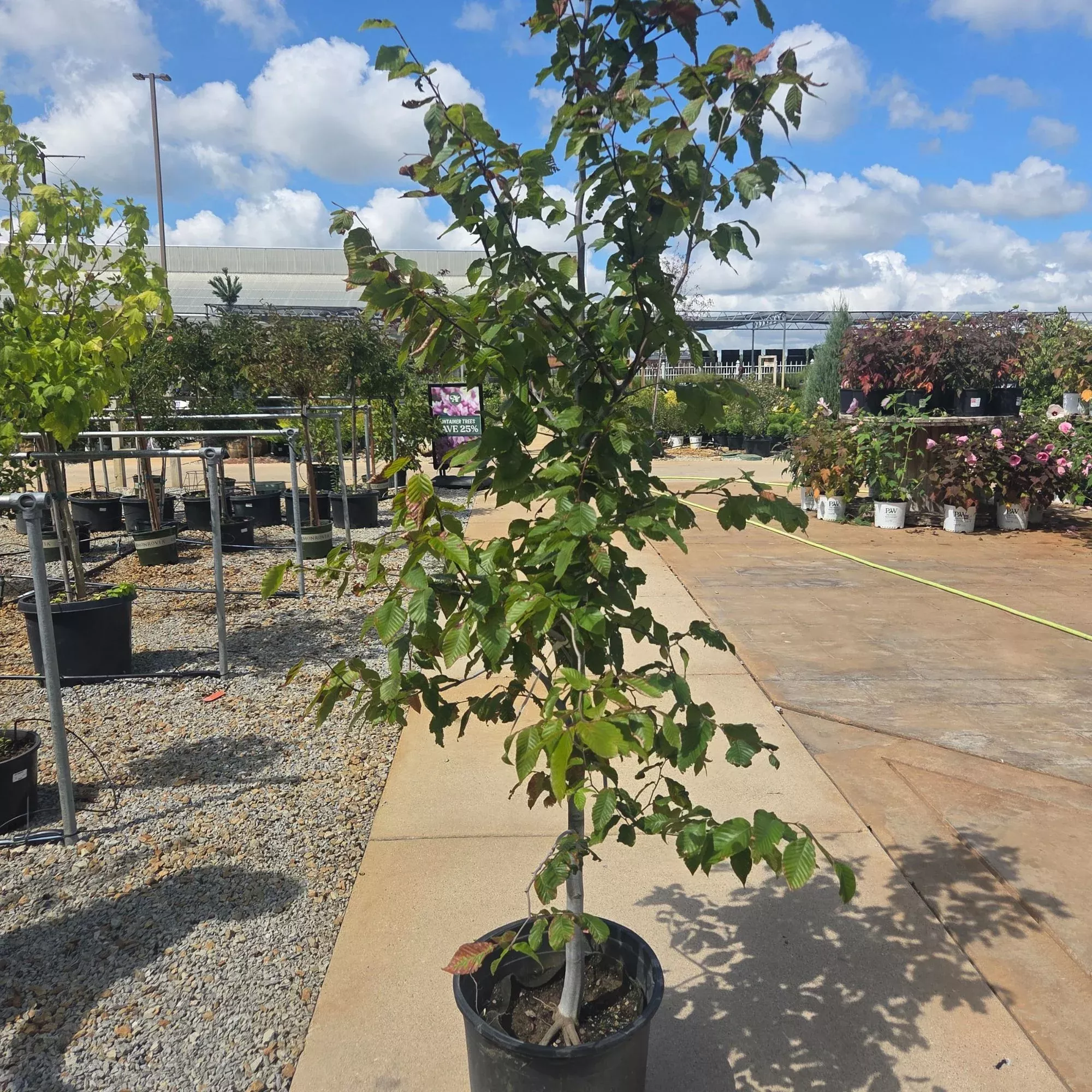 American Beech - Fagus grandifolia - 7 Gallon Potted Tree