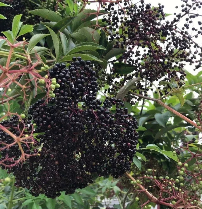 American Black Elderberry Seeds