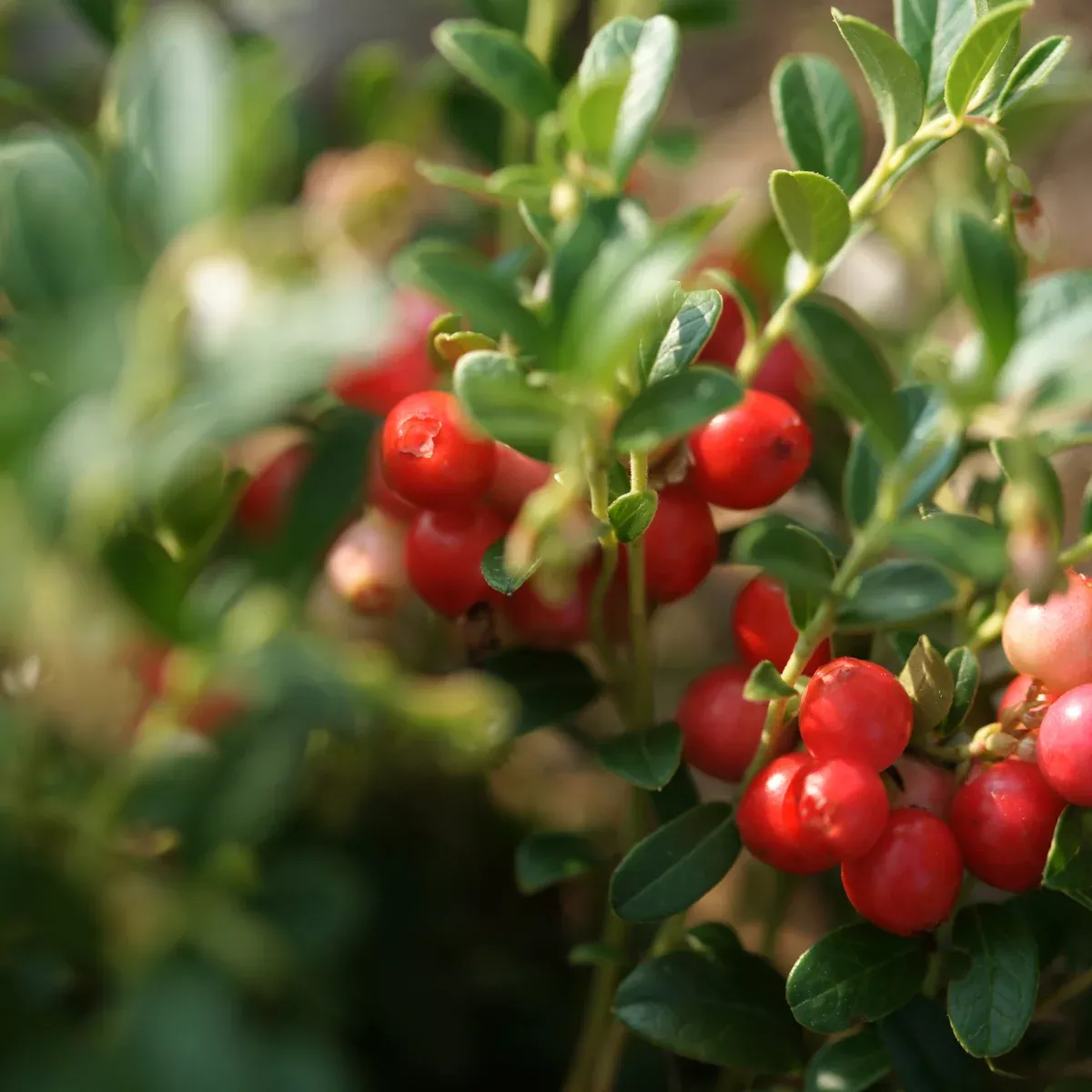 American Cranberry 50+ Seeds (Vaccinium macrocarpon) – Organic Native Berry Bush – Grow Tart, Vitamin-Rich Berries at Home