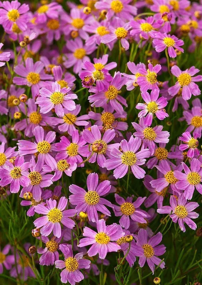 American Dream Coreopsis Seeds, Native US, North American Wildflowers, Coreopsis Rosea CO4125