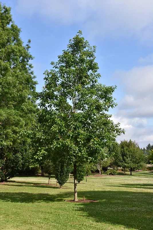 American Dream Oak - Quercus bicolor 'JFS-KW12' - 2.5" Caliper Ball & Burlap Tree