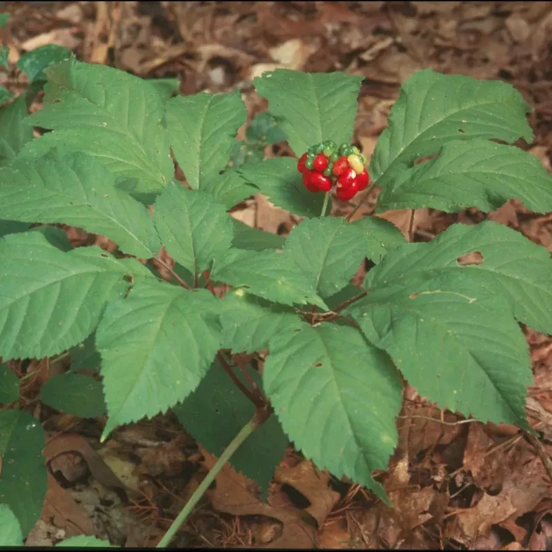 American Ginseng Seeds Organic Wild Grown (Panax quinquefolius) – Medicinal shade plant, also called Wild or Striated Ginseng