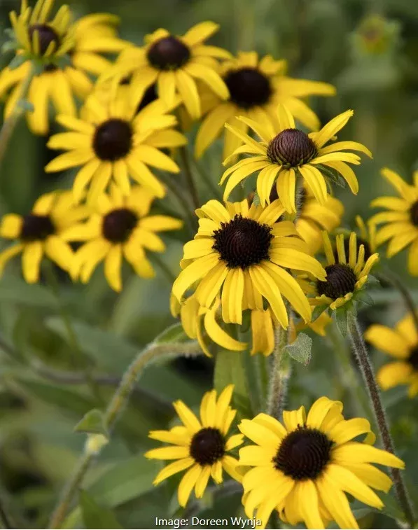 American Gold Rush Black-Eyed Susan
