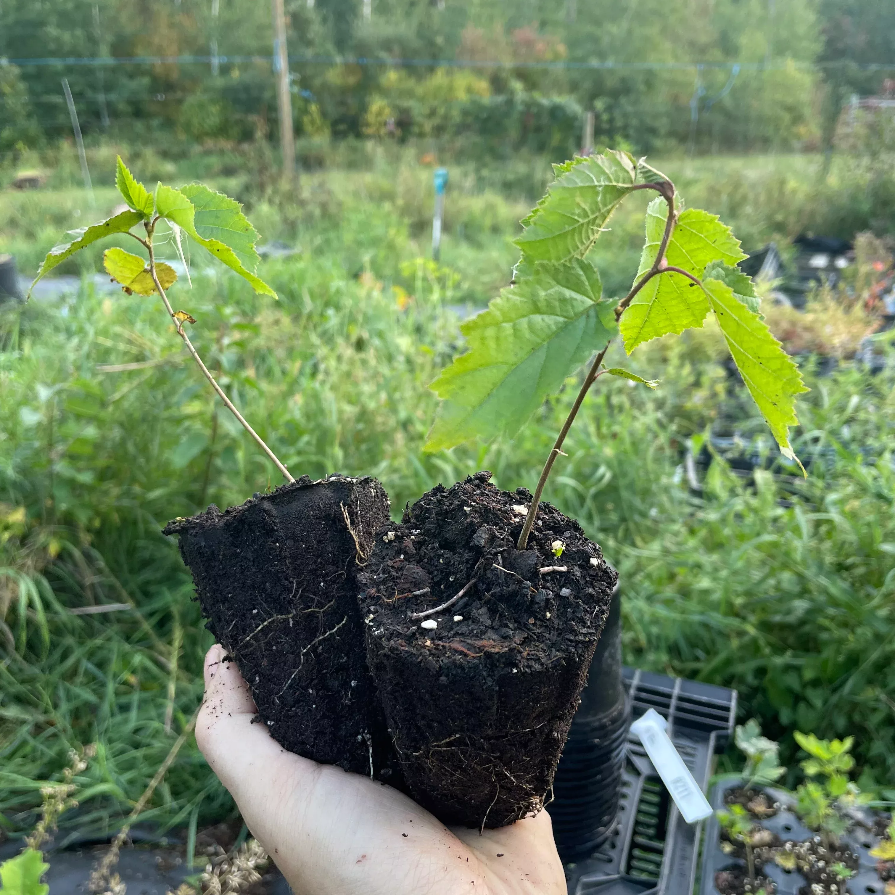 American Hazelnut