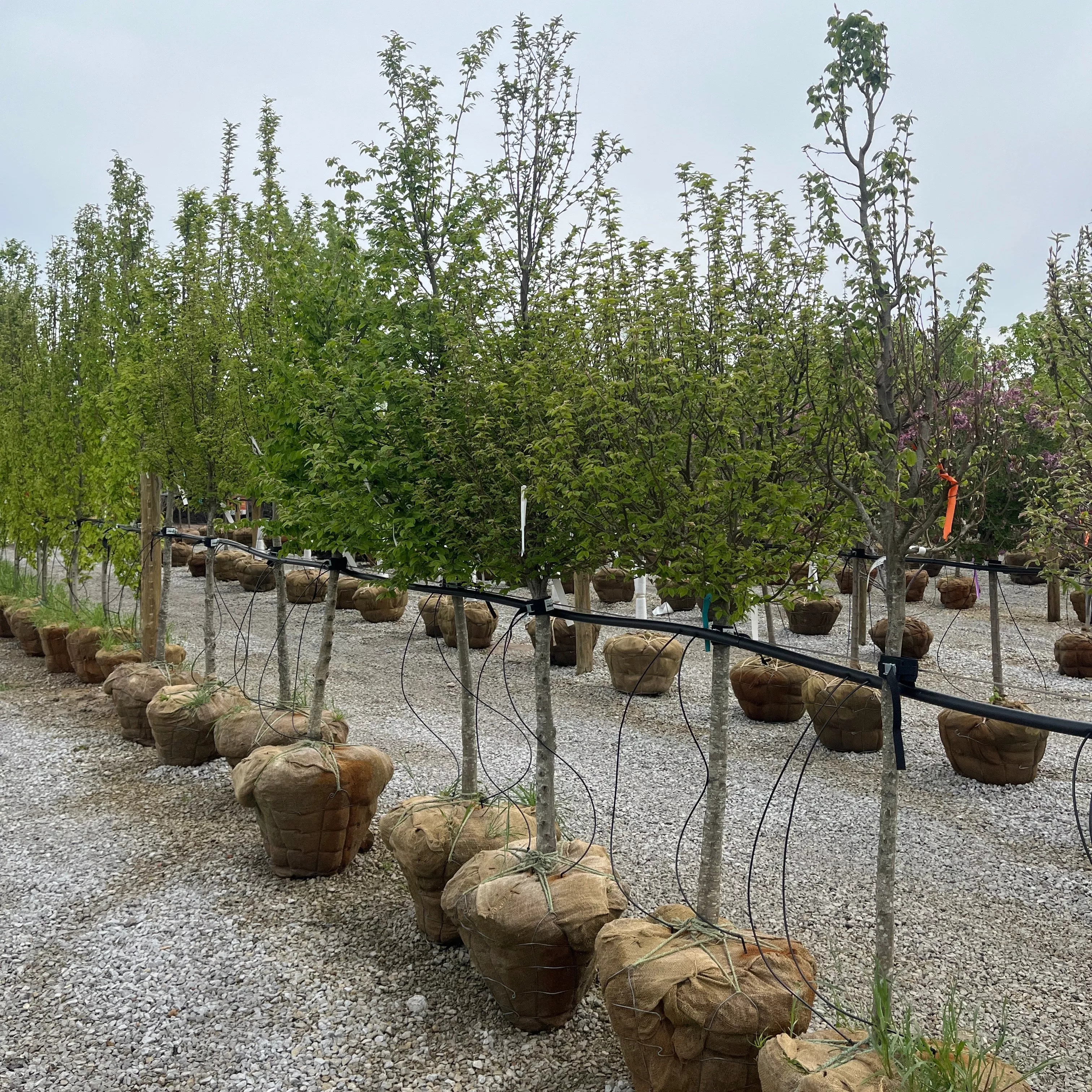 American Hornbeam - Carpinus caroliniana - Ball & Burlap Tree (Multiple Sizes)