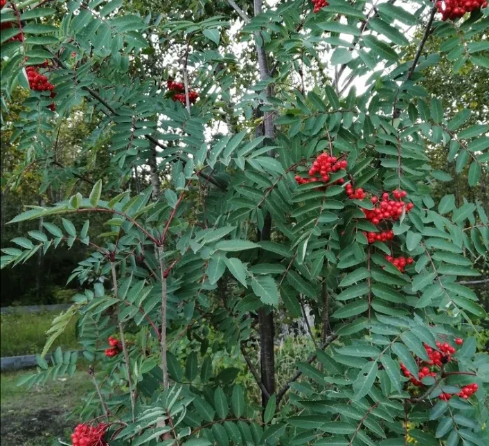 American Mountain Ash Seeds