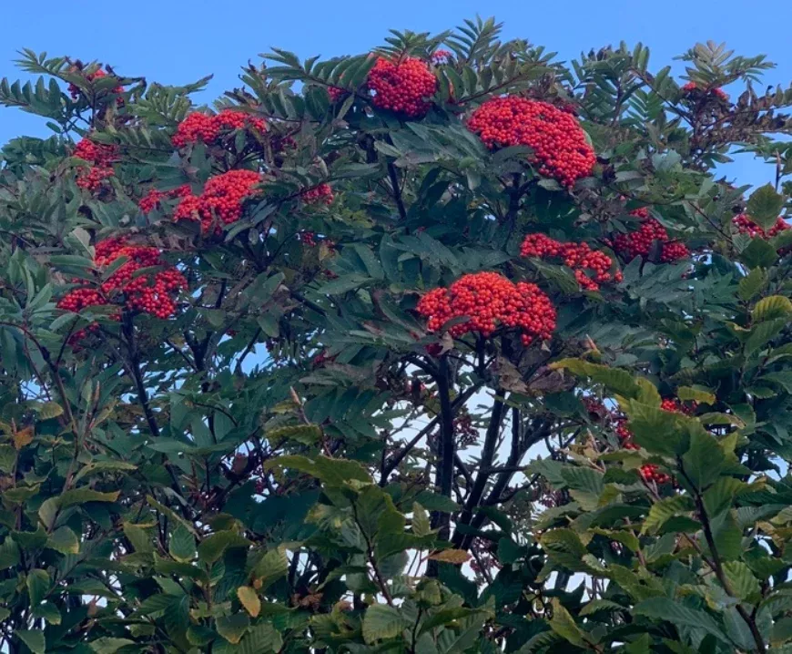 American Mountain Ash