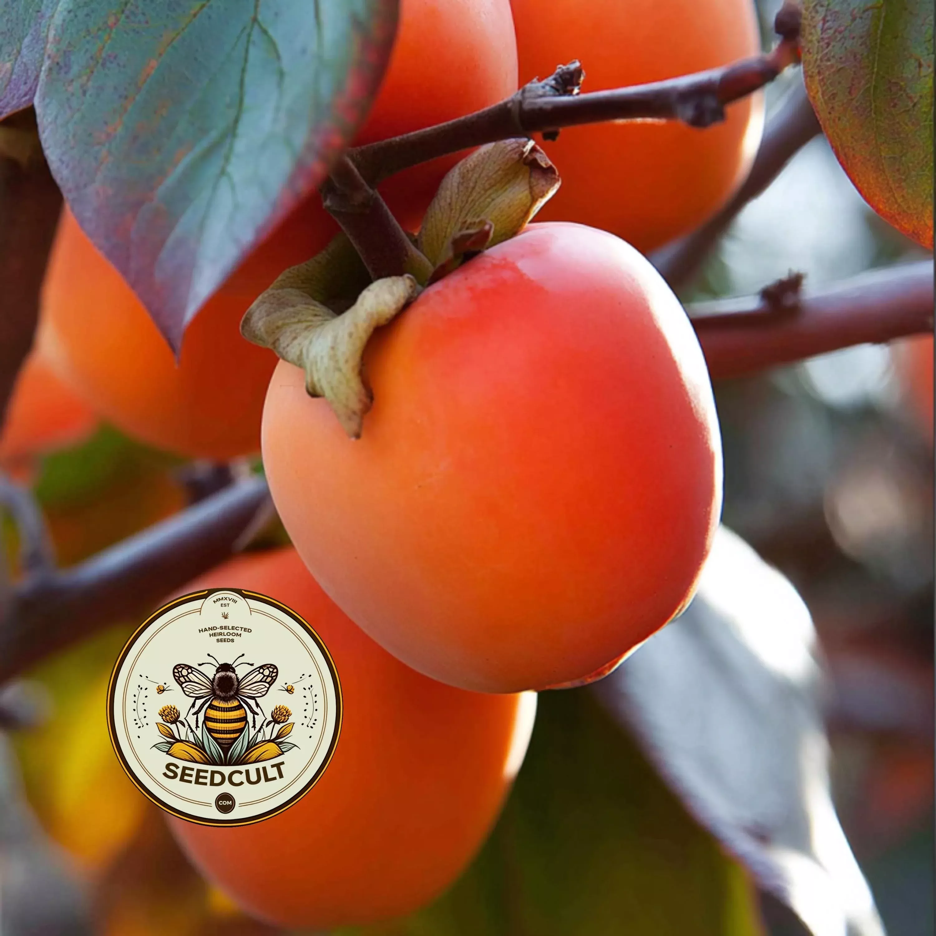 American Persimmon Tree