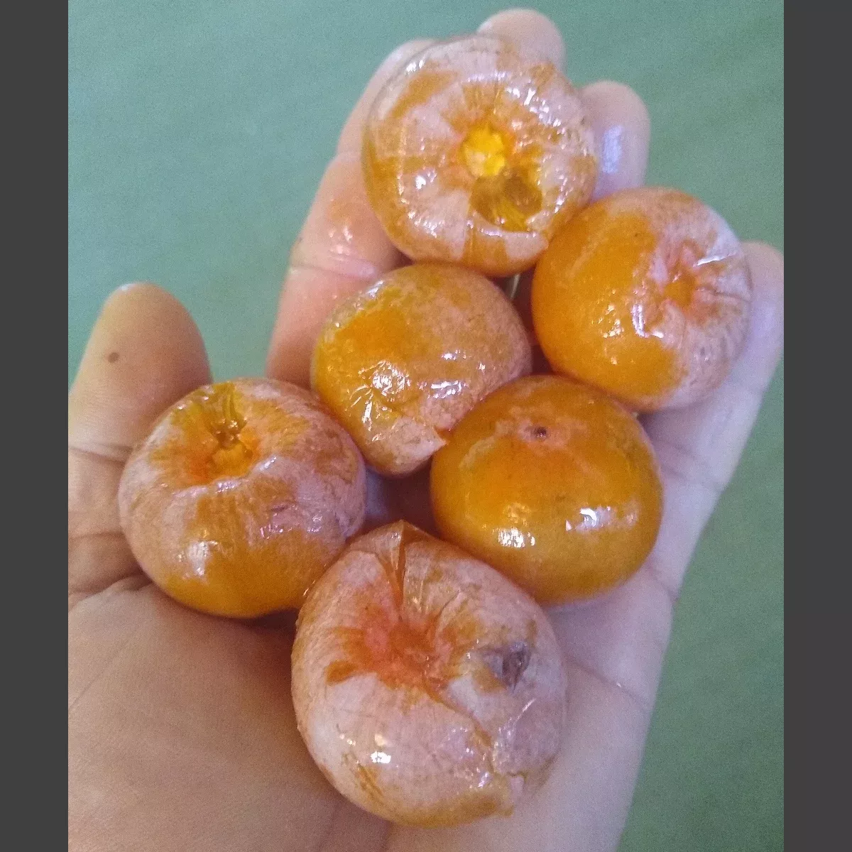 American Persimmon