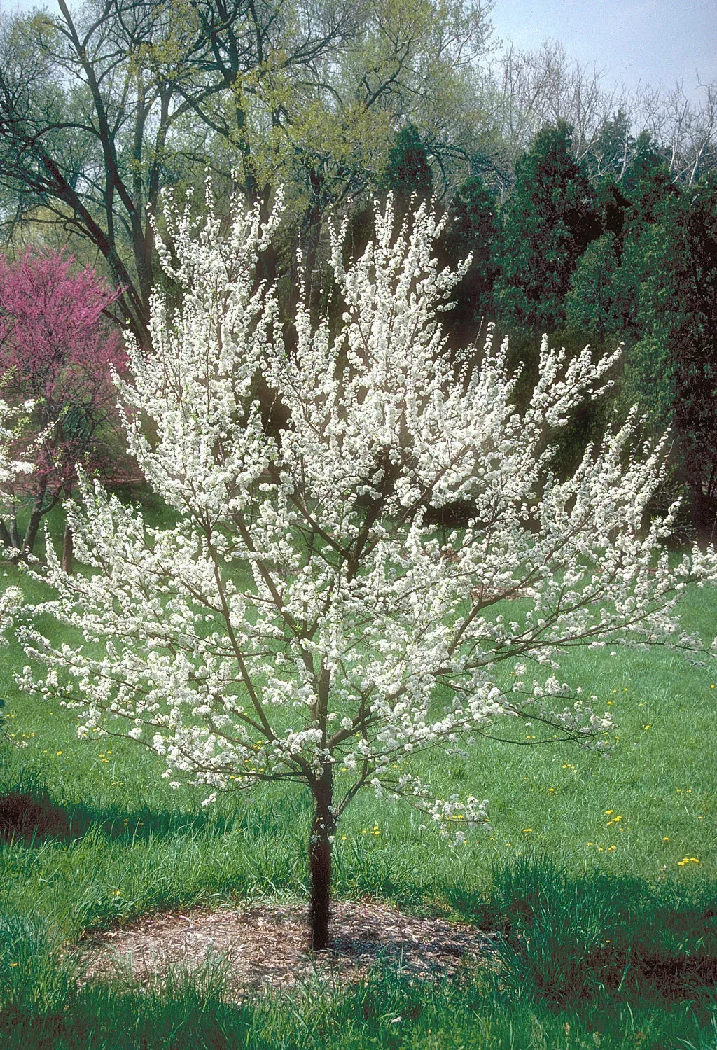 American Plum Tree