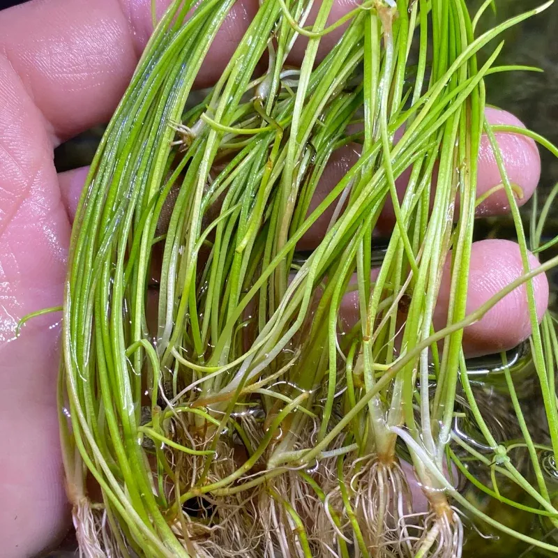 American Shoreweed Aquatic Plant (Littorella uniflora) Low-growing rosette aquatic plant ideal for shallow water and margins; improves water quality while adding subtle texture to ponds and coldwater aquariums