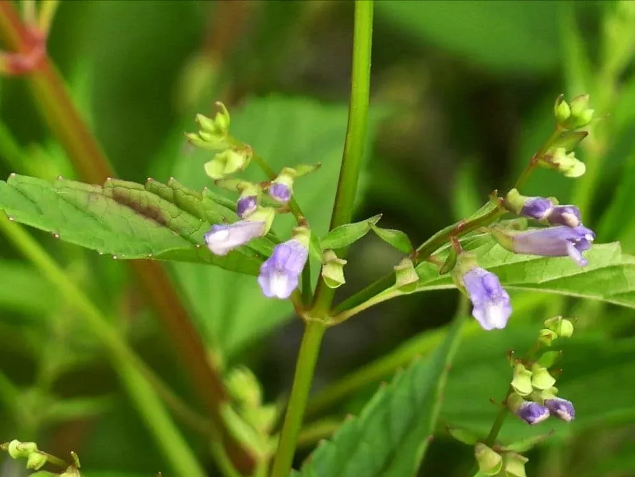 American Skullcap Seeds