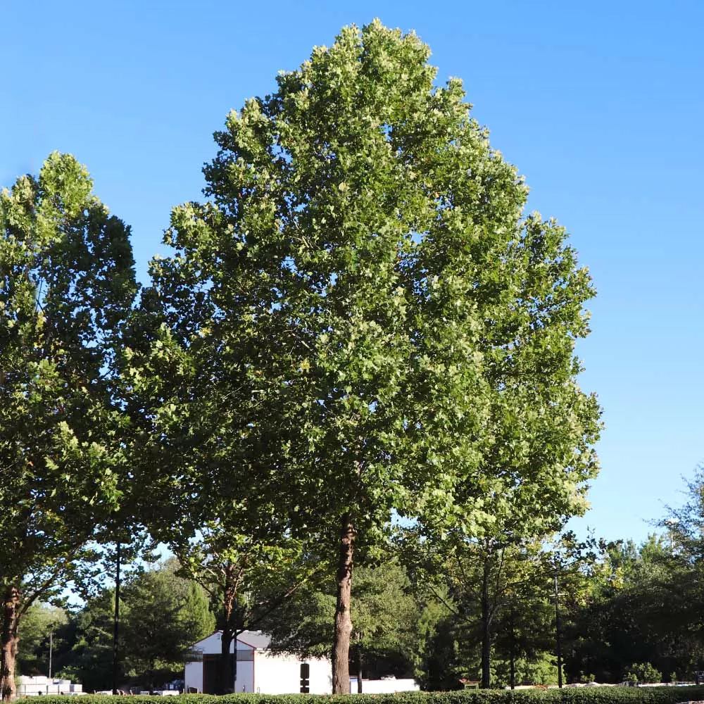 American Sycamore Tree