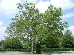 AMERICAN SYCAMOREPlatanus occidentalis Zone 4