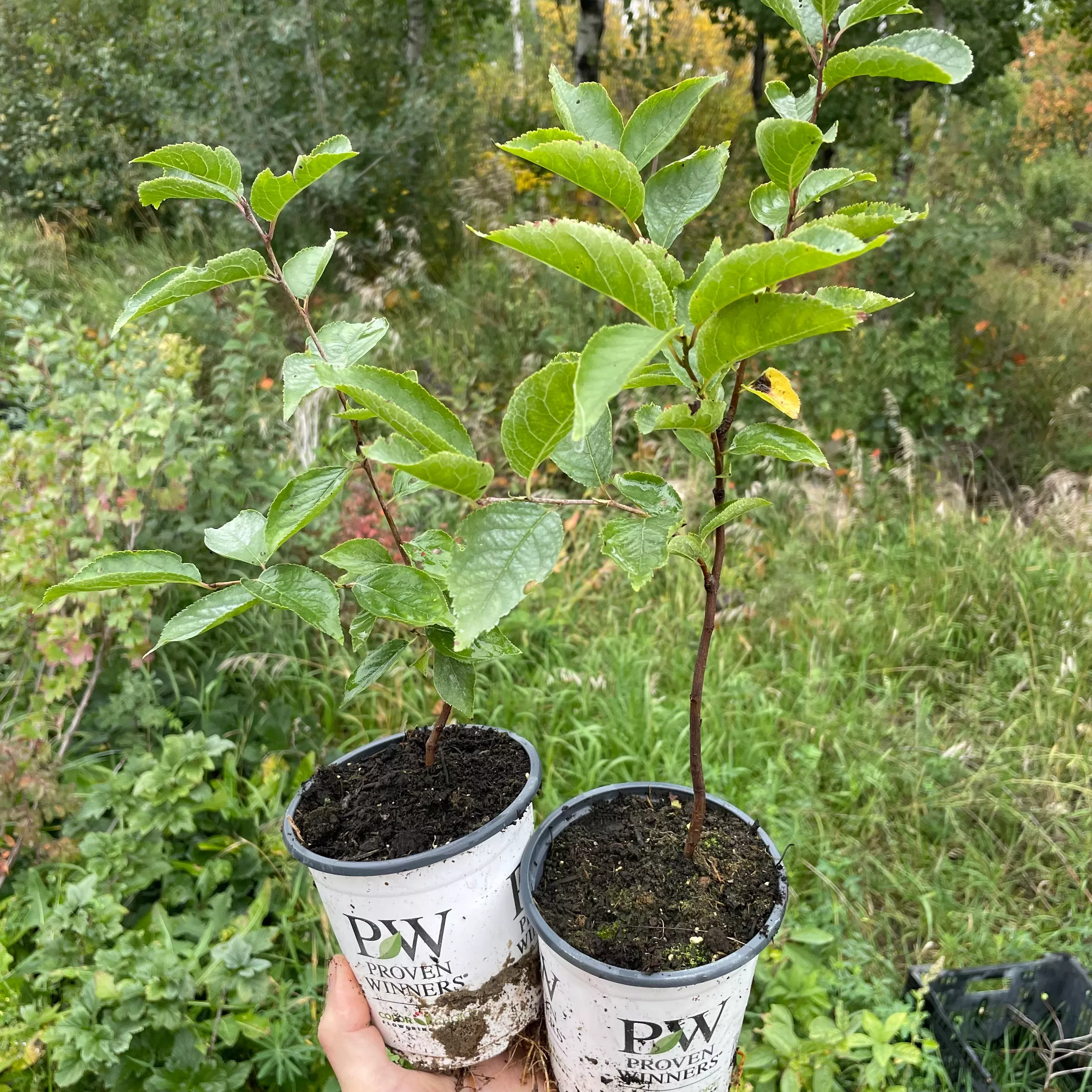 American Wild Plum