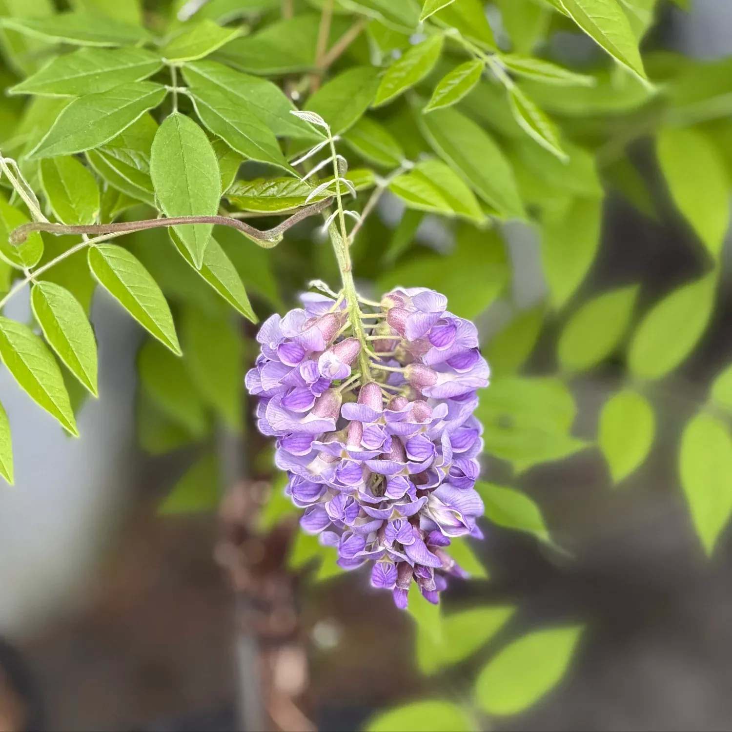 Amethyst Falls American Wisteria