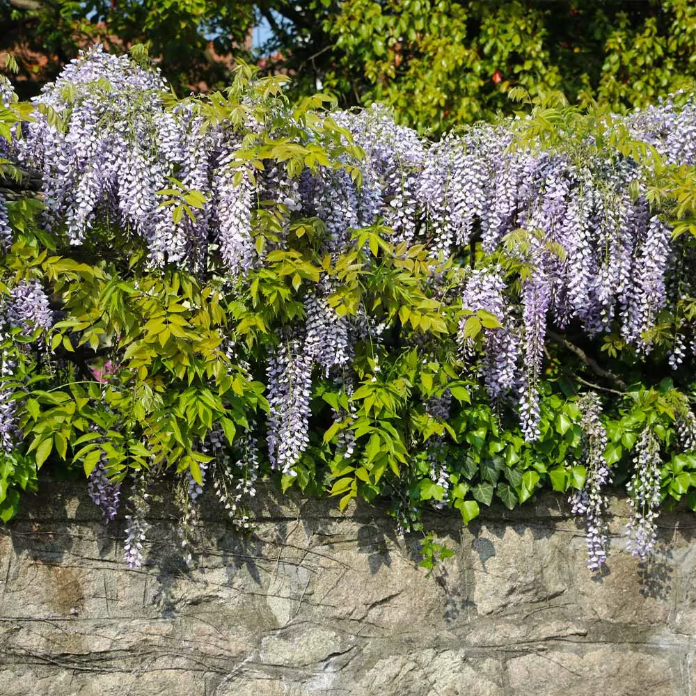 Amethyst Falls Wisteria Vine