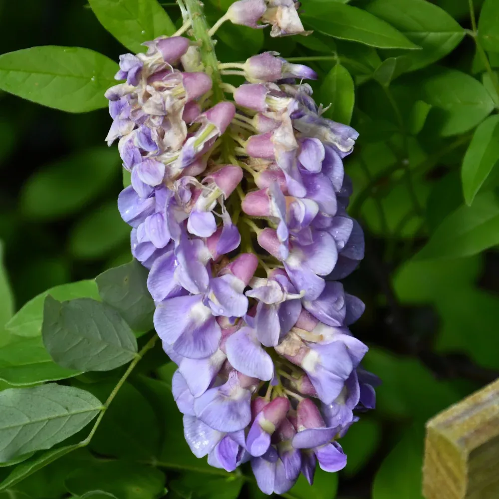 Amethyst Falls Wisteria