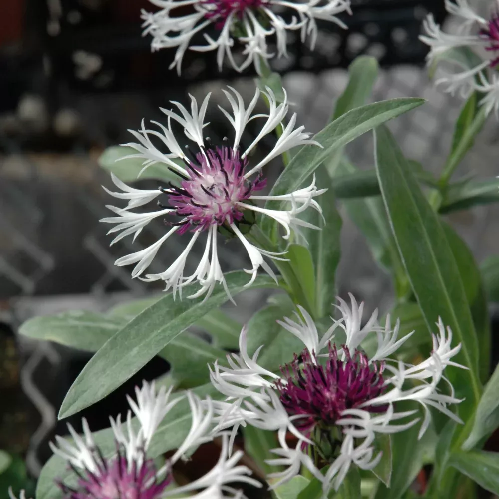 Amethyst In Snow Cornflower
