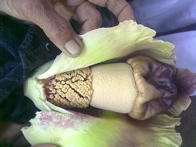 Amorphophallus paeoniifolius 25 Seeds - Elephant Yam