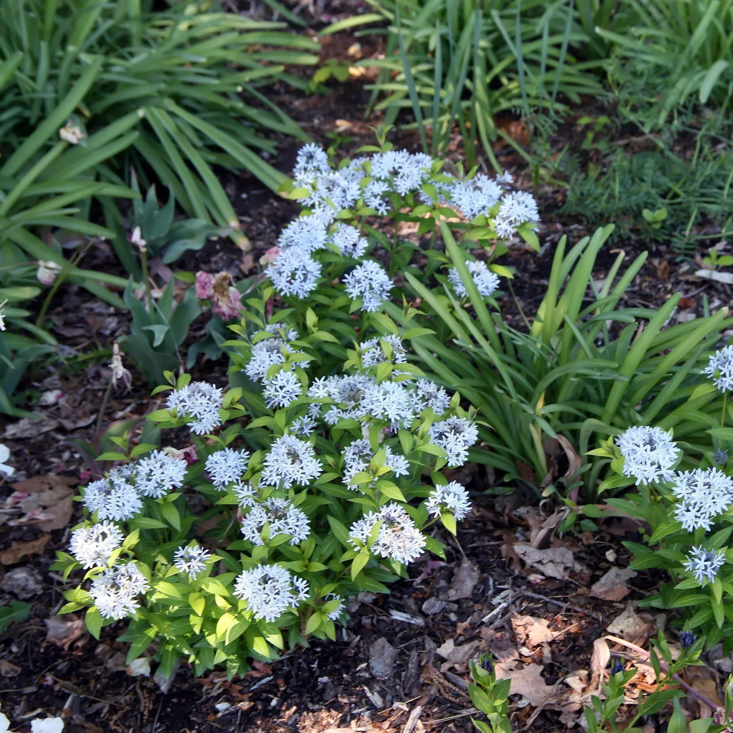 Amsonia 'Blue Ice'- Blue Ice Blue Star