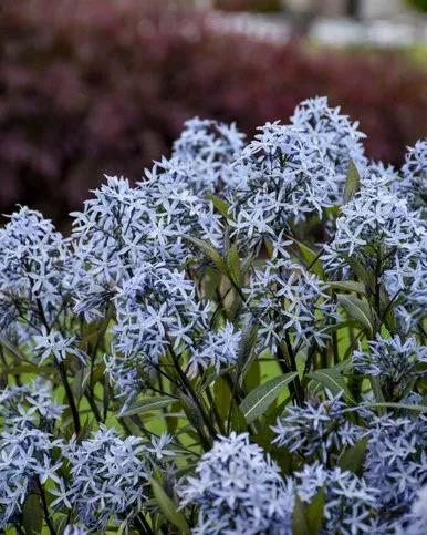 Amsonia tabernaemontana 'Storm Cloud'