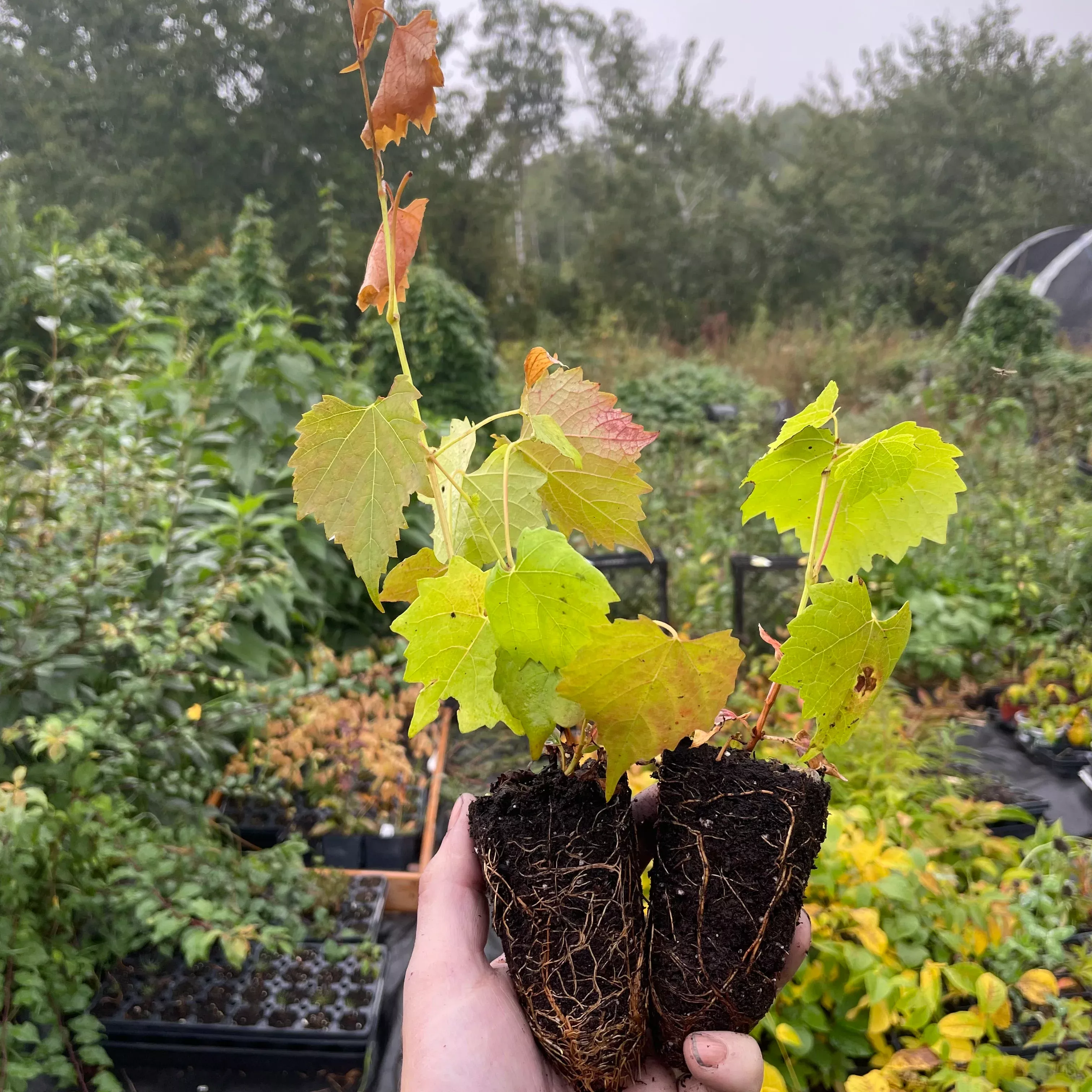 Amur Grape Seedlings