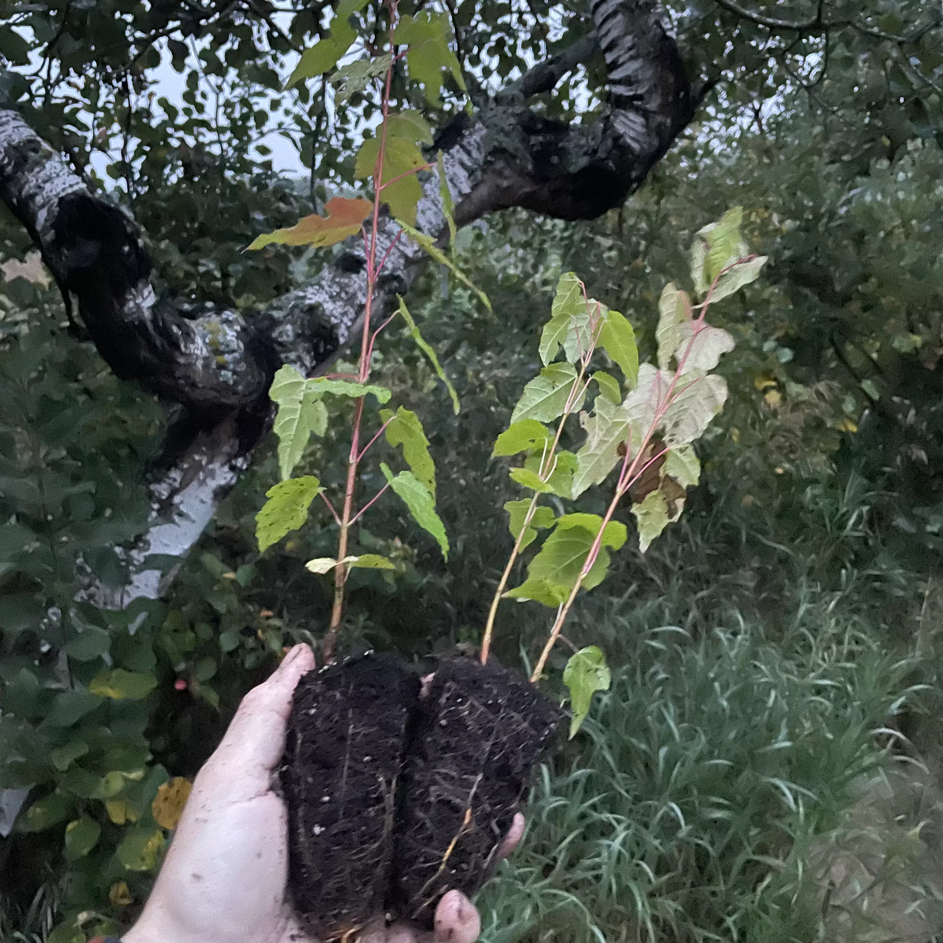 Amur Maple (Acer ginnala)
